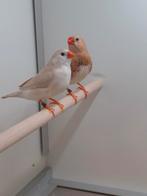 1-1 Zebeavinken oranjeborst Zwartborst masker, Dieren en Toebehoren, Vogels | Overige Vogels, Meerdere dieren, Tropenvogel, Geringd