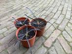 Slangenbaard zwart , apart tussen witte en rosé soorten, Tuin en Terras, Planten | Tuinplanten, Halfschaduw, Ophalen