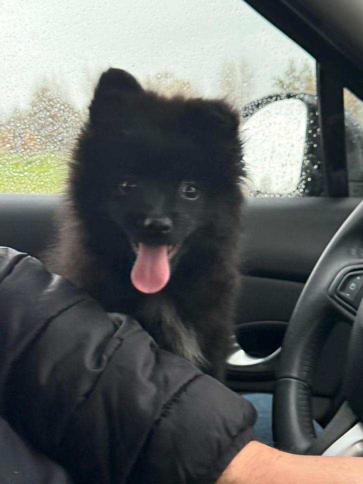 Pomeriaan teefje Chica!, Dieren en Toebehoren, Honden | Poolhonden, Keeshonden en Oertypen, Teef, Overige rassen, Particulier