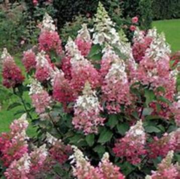 Hydrangea pan. Pinky Winky 40/- cm in 3 liter pot beschikbaar voor biedingen