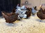 Jonge tamme Sebright krielkippen gesekst en ingeënt, Dieren en Toebehoren, Pluimvee, Meerdere dieren, Kip