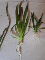 Vallisneria planten, Dieren en Toebehoren, Vissen | Aquaria en Toebehoren, Ophalen, Nieuw, Plant(en), Steen of Hout