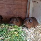 Jonge cavia's kleur goud agouti.  Gladhaar, Dieren en Toebehoren, Meerdere dieren, Cavia, Na 1 juli 2024