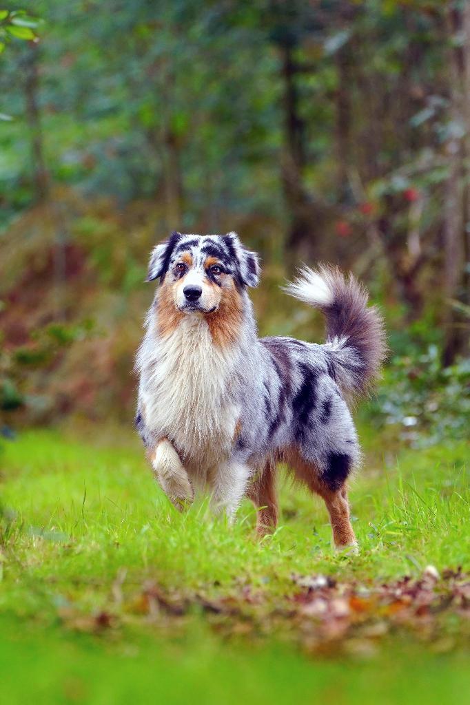 Australian Shepherd Dekreu (volledig gekeurd), Dieren en Toebehoren, Honden | Dekreuen, Reu, Fokker | Hobbymatig, Meerdere, Nederland