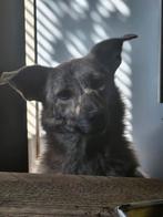 Ylva Ter Adoptie!, Dieren en Toebehoren, Particulier, Rabiës (hondsdolheid), Buitenland, Teef