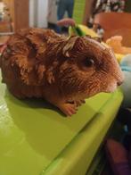 2 Cavia beelden  (beeldjes), Verzamelen, Ophalen of Verzenden, Zo goed als nieuw, Boerderijdier, Beeldje of Figuurtje