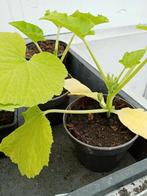 courgette plant, Tuin en Terras, Planten | Tuinplanten, Ophalen, Volle zon, Groenteplanten, Eenjarig