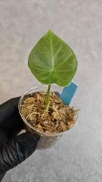 Alocasia Regal Shield, Ophalen of Verzenden, Halfschaduw, Minder dan 100 cm