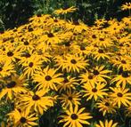 24 Rudbeckia, gele zonnehoed, p9 pot, Ophalen, Zomer, Vaste plant, Overige soorten