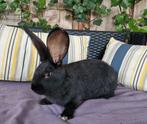 Duitse reus,  zwart, Dieren en Toebehoren, Konijnen, Meerdere dieren, Groot