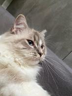 Blue tabby point mitted Ragdoll dekkater met stamboom!, 0 tot 2 jaar
