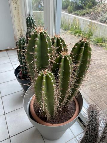 Neocardenasia Herzogiana Cactus  beschikbaar voor biedingen