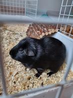 Lief cavia beertje, Mei, Mannelijk, Cavia