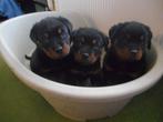zeer mooie forse zuivere rottweiler pups, Dieren en Toebehoren, 8 tot 15 weken, Meerdere, Meerdere dieren, Rottweiler