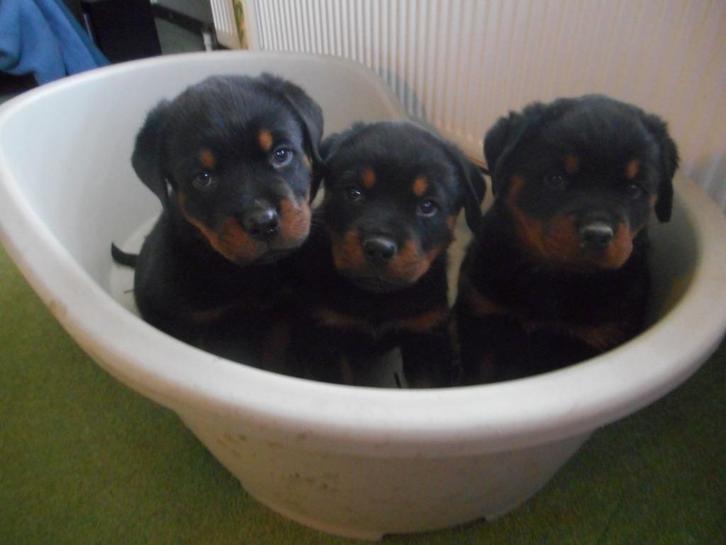 zeer mooie forse zuivere rottweiler pups, Dieren en Toebehoren, Honden | Bulldogs, Pinschers en Molossers, Meerdere dieren, Rottweiler