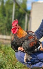 Raszuivere Marans tarwe haan, Dieren en Toebehoren, Pluimvee, Mannelijk, Kip