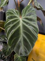 Philodendron Verrucosum, Huis en Inrichting, Ophalen of Verzenden