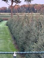 Picea omorika kerstbomen, Tuin en Terras, Planten | Bomen, Ophalen of Verzenden, Volle zon, Overige soorten, 100 tot 250 cm
