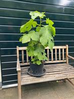 Vijgen boom 70cm hoog ecologisch gekweekt, Ophalen, Volle zon, Overige soorten
