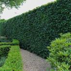 Tuinman - Hovenier - Tuinonderhoud Nodig?, Tuinonderhoud of Snoeiwerk