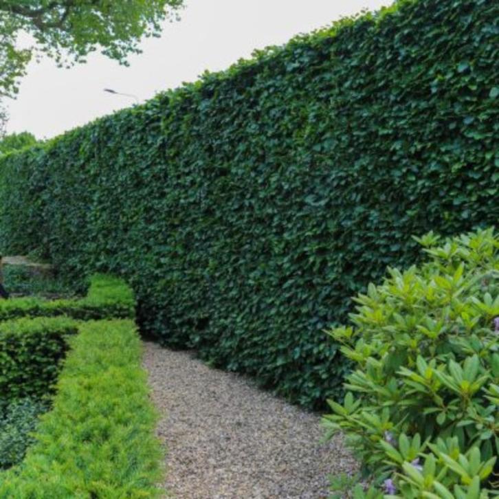 Tuinman - Hovenier - Tuinonderhoud Nodig?, Diensten en Vakmensen, Tuinmannen en Stratenmakers, Bestrating, Tuinonderhoud of Snoeiwerk