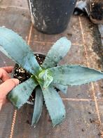 Agave blue, Tuin en Terras, Planten | Tuinplanten, Ophalen of Verzenden, Bloeit niet, Overige soorten, Volle zon
