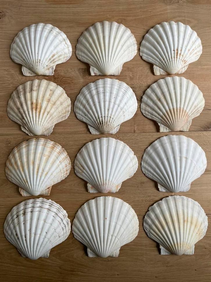 12 grote Sint Jacobs schelpen, Verzamelen, Mineralen en Fossielen, Schelp(en), Ophalen of Verzenden