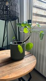 Pannenkoekenplant zonder pot, Huis en Inrichting, Kamerplanten, Ophalen of Verzenden, Overige soorten, Minder dan 100 cm