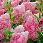 **ACTIE** Hydrangea Vanille fraise Pluimhortensia Schapenkop, Tuin en Terras, Overige soorten, Vaste plant, Ophalen of Verzenden
