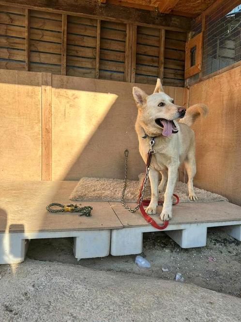 Conrad verblijft in Cyprus, Dieren en Toebehoren, Honden | Niet-rashonden, Groot, Reu, Particulier, Eén hond, Buitenland, 3 tot 5 jaar