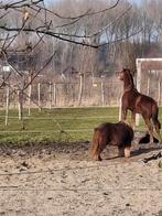 Pensionplek Almere Oosterwold, Dieren en Toebehoren, Minder dan 160 cm, 0 tot 2 jaar