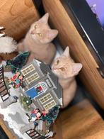 Broer & Zus , Mix Blauwe rus & Britse korthaar., Dieren en Toebehoren, Katten en Kittens | Raskatten | Korthaar, Meerdere dieren