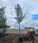 Elzenboom | Alnus spaethii, 400 cm of meer, Volle zon, In pot, Overige soorten