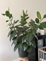 Rubberboom Ficus Elastica, Huis en Inrichting, Kamerplanten, Ophalen, Ficus