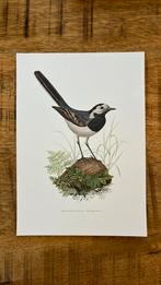 Witte kwikstaart vogel print, Minder dan 50 cm, Print, Minder dan 50 cm, Ophalen of Verzenden
