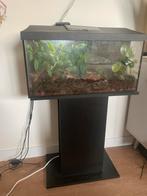 Vivarium 60x30x30 met standaard en evt toebehoren, Dieren en Toebehoren, Reptielen en Amfibieën | Toebehoren, Ophalen, Gebruikt
