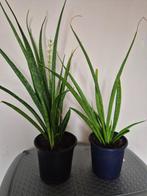 Te koop: Sansevieria “smal blad”, Huis en Inrichting, Ophalen, Overige soorten, Minder dan 100 cm