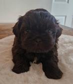 Schitterende raszuivere shih tzu pups (liver gen), Overige rassen, 8 tot 15 weken, Meerdere, Meerdere dieren