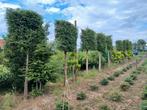 Groenblijvende leibomen, Ophalen, Halfschaduw, Overige soorten