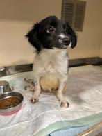 Twee bijzondere vrienden zoeken samen een thuis, Dieren en Toebehoren, Honden | Niet-rashonden, Particulier, Rabiës (hondsdolheid)