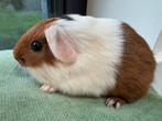 Lief beertje Han, Dieren en Toebehoren, September, Mannelijk, Cavia