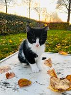 3 prachtig mooie kittens klaar voor nieuw huis, Meerdere dieren, Langharig, 0 tot 2 jaar