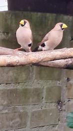 maskeramadinen te koop, Dieren en Toebehoren, Vogels | Overige Vogels, Mannelijk