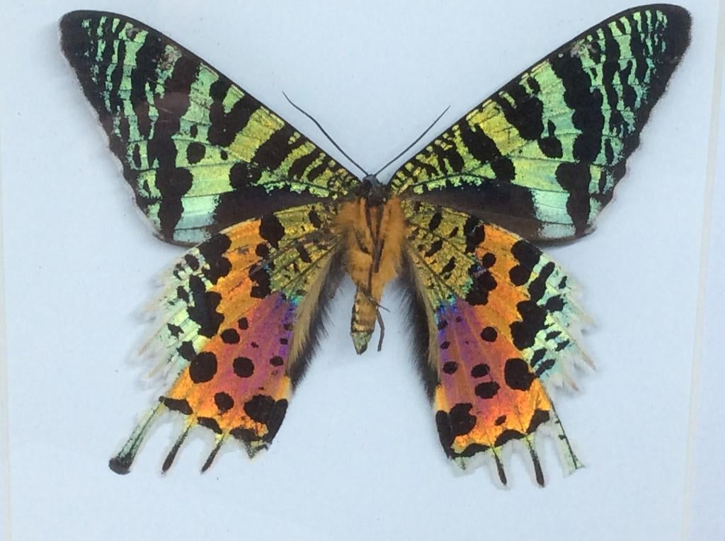 vlinder Urania Ripheus, Ophalen of Verzenden, Nieuw, Insect, Opgezet dier