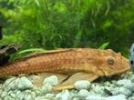2 grote algeneters te koop, Dieren en Toebehoren, Vissen | Aquariumvissen, Vis