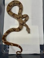 Boa Imperator 0.1 Hypo 100% anery/albino., Dieren en Toebehoren, Slang, 0 tot 2 jaar