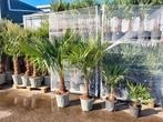 trachycarpus diverse maten, Ophalen, Volle zon, Palmboom, 100 tot 250 cm