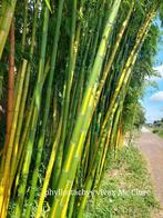 Bamboe woekerend en nietwoekerend heel veel soorren, Tuin en Terras, Vaste plant, Ophalen, Bloeit niet, Groenteplanten