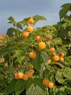 Frambozen planten + *gratis plantje naar keuze, Ophalen, Volle zon, Vaste plant, Zomer