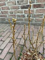 Zwitsere dwergwilg, Volle zon, Vaste plant, Lente, Ophalen